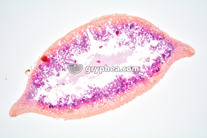 Planaire CT x15 - gryphea.org